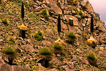 Puya raimondii flowerheads, altiplano, Comanche NP, Bolivia