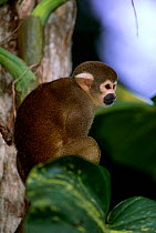 Common squirrel monkey {Saimiri sciureus} Amazonia, Brazil