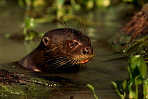 Giant otter in water {Pteronura brasiliensis} Pantanal, Brazil, South America