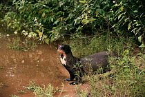 Giant otter on river bank {Pteronura brasiliensis} Pantanal, Brazil