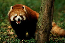 Red panda {Ailurus fulgens} Sichuan province, China