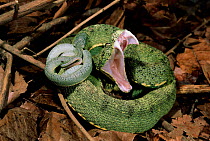 Two striped forest pit viper snake with young, fangs open {Bothriopis bilineatus} Amazon rainforest, Ecuador