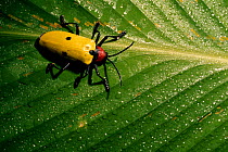 Rainforest beetle on leaf, Amazon Ecuador