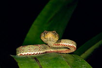 Eyelash viper {Bothrops schlegeli} Ecuador