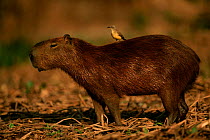 Capybara {Hydrochoerus hydrochaeris} with Tyrant flycatcher bird on its back, Pantanal, Brazil