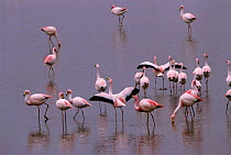 James flamingoes {Phoenicoparrus jamesi} flock on Laguna Blanca, SW Bolivia, South America