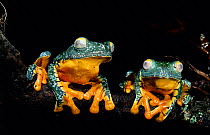 Two Leaf-frogs on branch {Agalychnis craspedopus} Amazon rainforest, Ecuador, South America