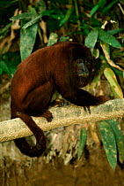 Red howler monkey male {Alouatta seniculus} Madre de dios, Peru