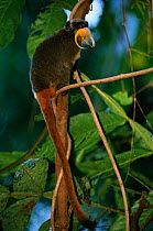 Emperor tamarin {Saguinus imperator} in rainforest tree, Madre de Dios, Peru
