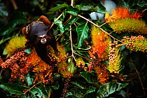 Saddleback tamarin {Saguinus fuscicollis} feeding on Combretum assimile tree flowers/fruit, Madre de Dios rainforest, Peru, South America