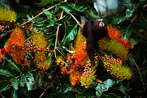 Saddleback tamarin {Saguinus fuscicollis} feeding on Combretum assimile tree flowers / fruits, Madre de Dios rainforest, Peru, South America