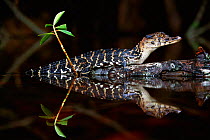 Black caiman {Caiman niger} juvenile on log  Iwokrama reserve, Guyana, South America