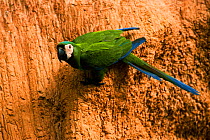 Chestnut fronted macaw {Ara severa} at clay lick  Madre de Dios, Peru