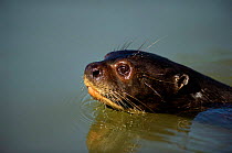 Giant otter swimming {Pteronura brasiliensis} head close-up. Pantanal, Brazil, South America