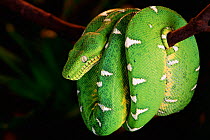Emerald tree boa coiled round branch {Corallus canina} Amazon rainforest, Ecuador