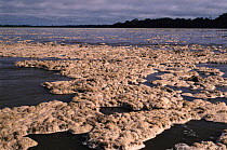 Proteinaceous foam on Napo river, Amazonia, Ecuador - natural phenomenon