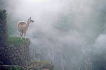 Llama in mist at Machu Picchu, Andes, Peru