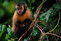 Large headed capuchin (Sapajus macrocephalus) Manu cloudforest, Peru