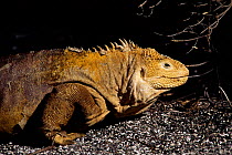 Land iguana {Conolophus subcristatus} Isabela Is, Galapagos