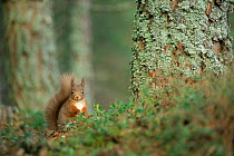 Red squirrel foraging on pine forest floor {Sciurus vulgaris} Scotland, UK.