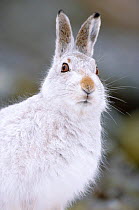 RF- Mountain hare in winter coat (Lepus timidus), Scotland, UK. (This image may be licensed either as rights managed or royalty free.)