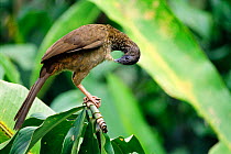 Variable chachalaca bird preening {Ortalis motmot} Amazonia, Ecuador.South America