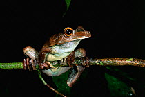 Gladiator frog {Hyla boans} Iwokrama reserve, Guyana