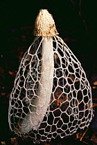 Ladies veil stinkhorn fungus, Amazonia, Ecuador, South America. Spores dispersed by flies.