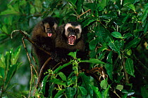 Large headed capuchin (Sapajus macrocephalus) monkey calling aggressively with baby on back, in tree Manu cloudforest, Peru