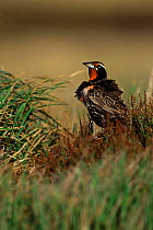 Long tailed meadowlark {Sturnella loyca falklandica} East Falkland Is