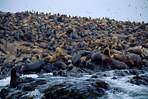 South American / Patagonian sealions on shore {Otaria flavescens} Hormigas de Afuera, Peru