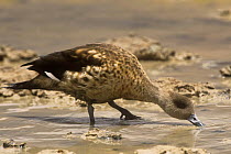 Crested duck {Lophonetta specularioides} feeding, Laguna Hedionda, SW Bolivia