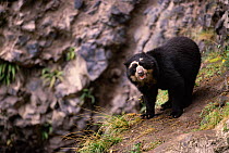 Spectacled bear {Tremarctos ornatus} Andes, Ecuador