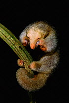 Pygmy anteater resting {Cyclopes didactylus} Guyana, South America. Note claws for climbing