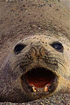 Southern elephant seal calling {Mirounga leonina} Valdez peninsula, Argentina