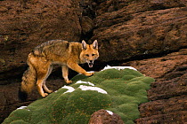 Culpeo fox {Pseudolopex culpaeus} Altiplano, Brazil