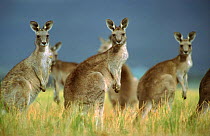 Eastern grey kangaroo group {Macropus giganteus} Australia.