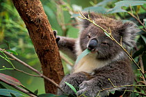 Koala in tree {Phascolarctos cinereus} Brisbane, Australia