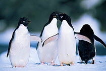 Adelie penguin group {Pygoscelis adeliae} South Orkney Island, Antarctica