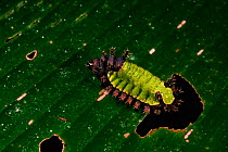 Shag moth caterpillar {Acharia sp} feeding on leaf  Madre de Dios rainforest, Peru, South America