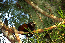 Saddleback tamarin in tree {Saguinus fuscicollis} Madre de Dios, Peru