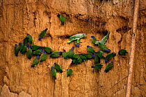 Mealy amazon parrots {Amazona farinosa} & Blue headed parrots {Pionus menstruus} at claylick to feed on minerals, Madre de Dios rainforest, Peru, South America