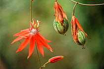 Passon fruit flower and fruit forming {Passiflora sp} Madre de Dios, Peru