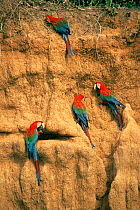 Green winged macaws on clay lick {Ara chloroptera} Madre de Dios, Peru.