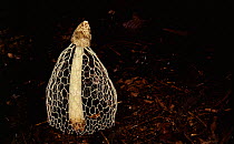 Bridal veil stinkhorn fungus, rainforest floor, Madre de Dios, Peru