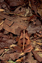 Crested toad camouflaged in leaf litter {Bufo typhonius} Madre de Dios, Peru