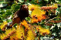 Saddleback tamarin {Saguinus fuscicollis} feeding on {Combretum assimile} tree fruits/ flowers, rainforest Madre de Dios, Perus, South America