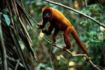 Red howler monkey in canopy {Alouatta seniculus} rainforest Madre de Dios, Peru