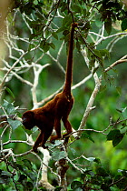 Red howler monkey in canopy {Alouatta seniculus} Madre de Dios, Peru