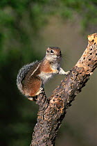 Harris antelope squirrel {Ammospermophilus harrisii}  Arizona, USA